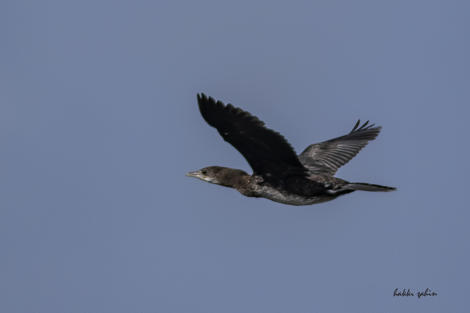 European Shag